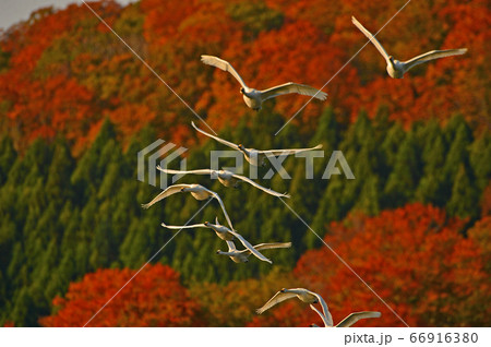 鶴岡白鳥 66916380