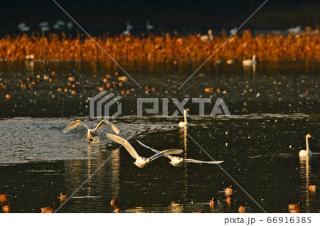 鶴岡白鳥 66916385