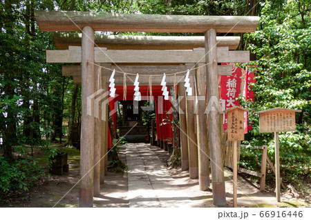 鹿島神宮内、稲荷社の稲荷大明神【春】 66916446