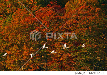 鶴岡白鳥 66916492