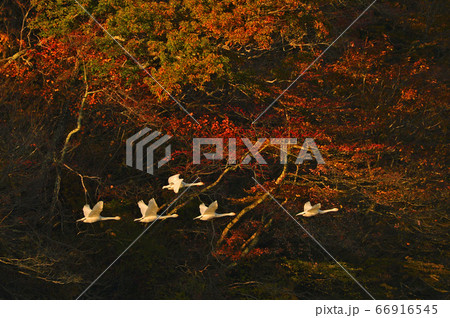 鶴岡白鳥 66916545