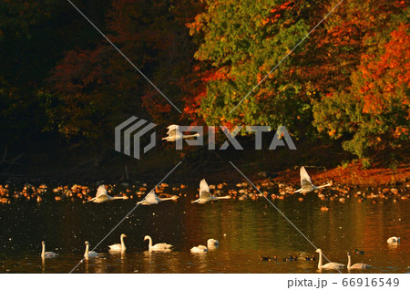 鶴岡白鳥 66916549