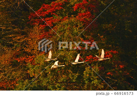 鶴岡白鳥 66916573