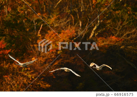 鶴岡白鳥 66916575