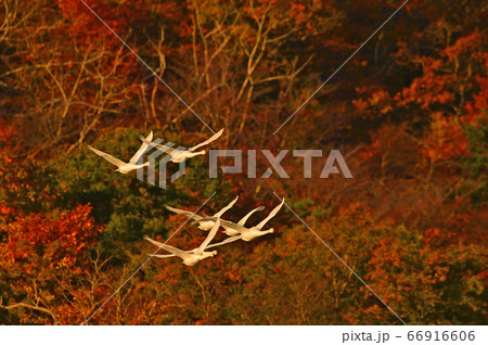 鶴岡白鳥 66916606