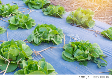 Organic hydroponic vegetable in the cultivation farm 66916630