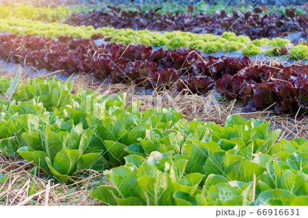 Organic hydroponic vegetable in the cultivation farm Organic hydroponic vegetable in the cultivation farm 66916631
