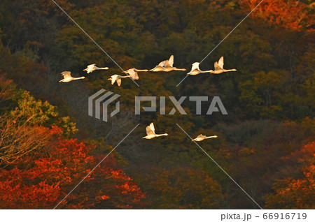 鶴岡白鳥 66916719