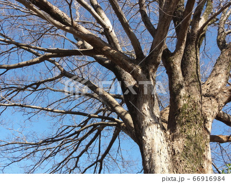 ケヤキ ケヤキ 66916984