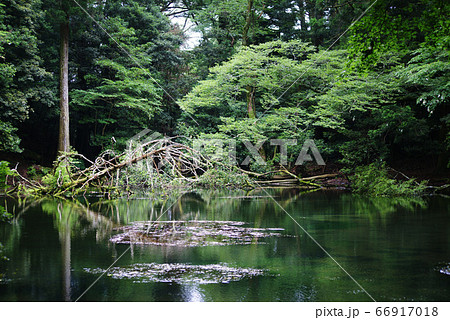 シラヌタの池 66917018