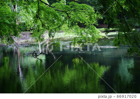 シラヌタの池 シラヌタの池 66917020