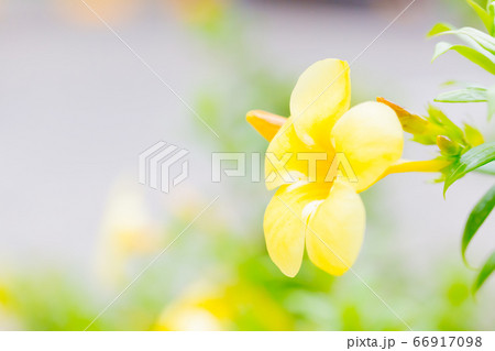 アラマンダ 66917098