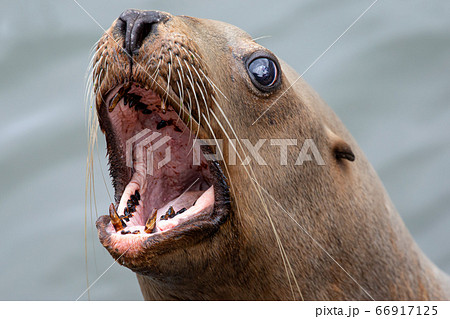 トド　おたる水族館　トドショー　北海道小樽市 66917125