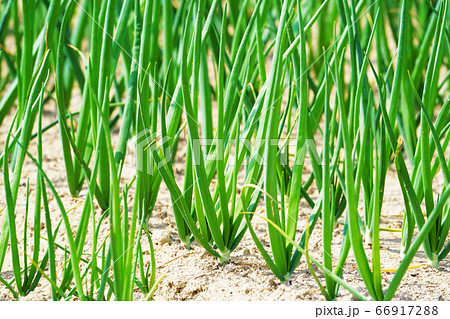 葉が大きく茂ってきた産地北見市の玉ねぎ畑 葉が大きく茂ってきた産地北見市の玉ねぎ畑 66917288