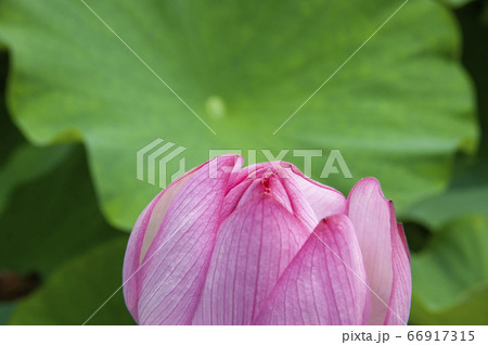 美しく幻想的な咲きかけの蓮の花クローズアップ 66917315