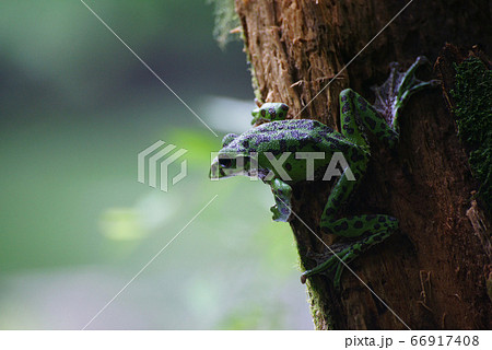 モリアオガエル 66917408