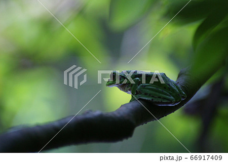 モリアオガエル 66917409