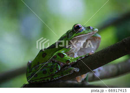 モリアオガエル 66917415