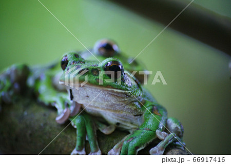 モリアオガエル 66917416