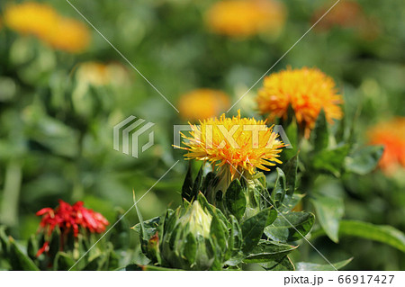 ベニバナの花 66917427