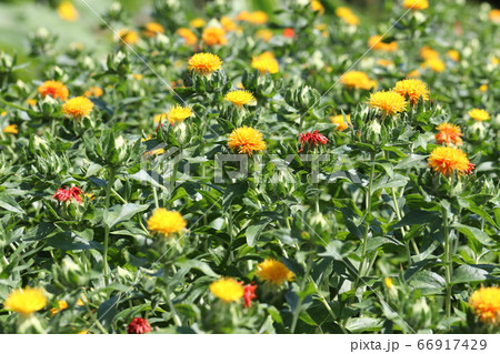 ベニバナの花 66917429