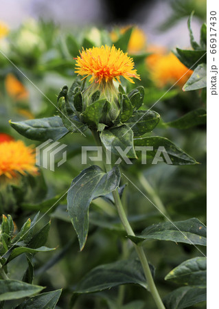 ベニバナの花 66917430