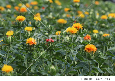ベニバナの花 66917431
