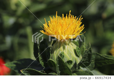 ベニバナの花 66917434