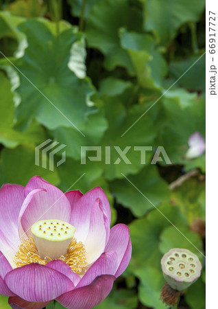 美しく幻想的な蓮の花、蜀紅蓮クローズアップ 66917727