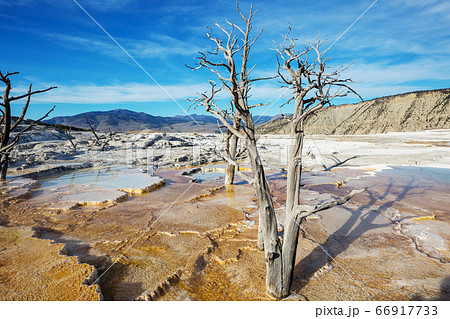 Mammoth Hot Spring 66917733