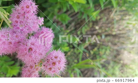 緑 緑色 外 66917964