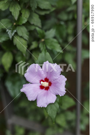 花 ムクゲ ピンク 66917990
