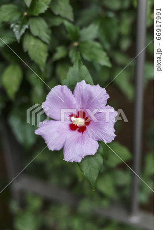 花 ムクゲ ピンク 66917991