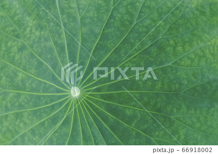 夏 季節 植物 66918002