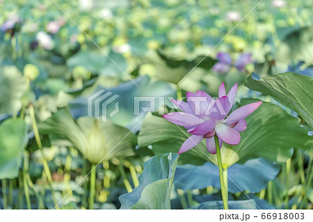 蓮 花 植物 66918003