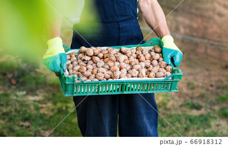 Man holding box full of walnuts 66918312