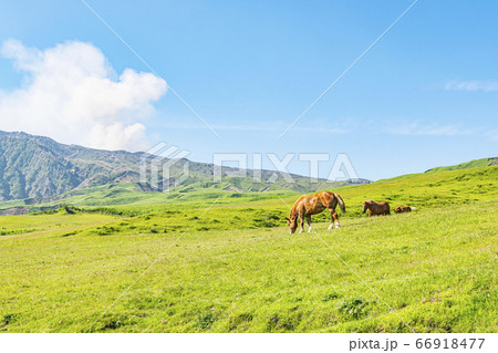 熊本県阿蘇市　新緑の阿蘇山と放牧馬 66918477