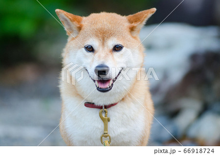 柴犬 柴犬 66918724