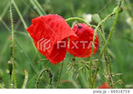 Blooming poppies after the rain Blooming poppies after the rain 66918759