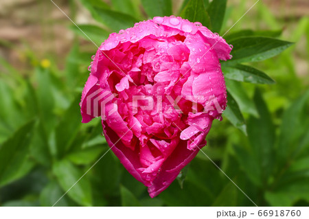 Peony flower in the rain - detail of the bloom Peony flower in the rain - detail of the bloom 66918760