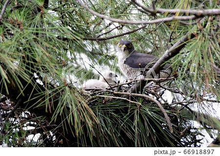 ツミ雛と親鳥メス 66918897