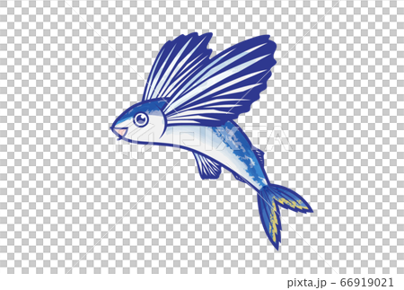 トビウオ 66919021