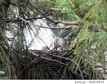 ツミ雛と親鳥メス 66919050