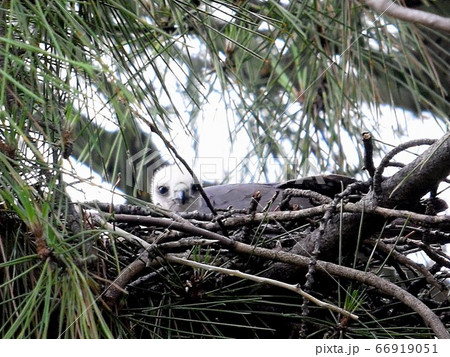 ツミ雛と親鳥メス ツミ雛と親鳥メス 66919051