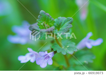 春の野草 カキドオシ 春の野草 カキドオシ 66919073