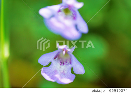 春の野草 カキドオシ 春の野草 カキドオシ 66919074