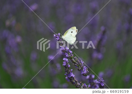 ラバンディン（ラベンダー）の蜜を吸うモンシロチョウ 66919159