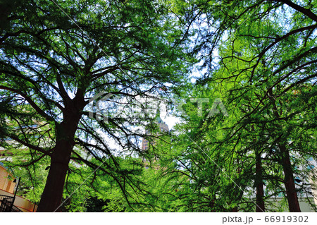 アメリカサンアントニオリバークルーズ アメリカサンアントニオリバークルーズ 66919302