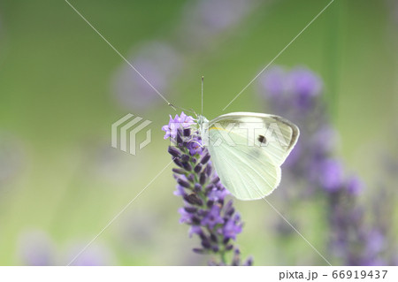 ラバンディン（ラベンダー）の蜜を吸うモンシロチョウ 66919437