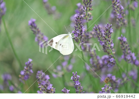 ラバンディン（ラベンダー）の蜜を吸うモンシロチョウ 66919442